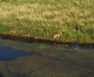 Deer