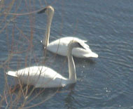 Swans