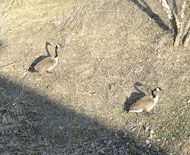 Geese