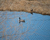 Ducks