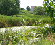 Beautiful Wetlands