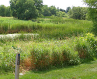 Beautiful Wetlands