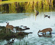Deer