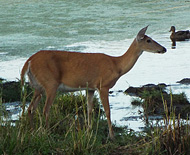 Deer