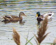 Ducks