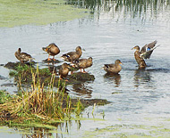 Ducks