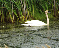 Swans