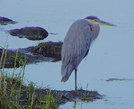 Heron