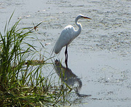 Egrets