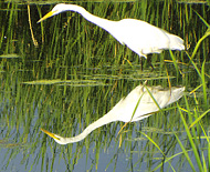 Egrets