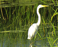 Egrets